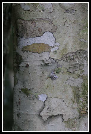 Coachwood tree bark, Washpool world heritage area