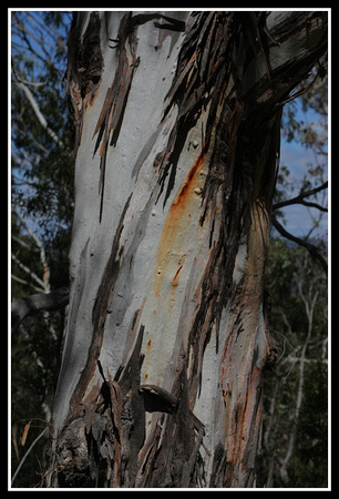 beautiful Eucalypts survive the climate extremes of the Glenn Innes region