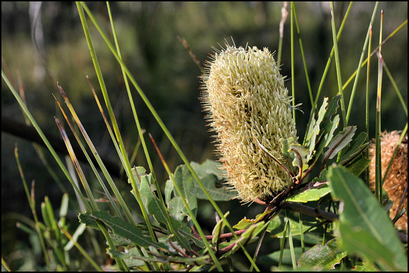Banksia in Cooloola NP
