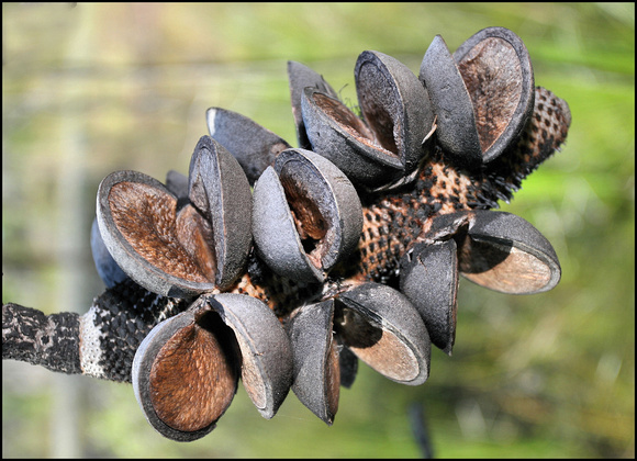 Banksia seed pod opened by bushfires
