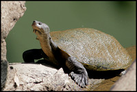 Mary River Turtle basks in the Sun on the Mary River