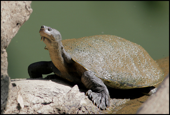 Mary River Turtle basks in the Sun on the Mary River