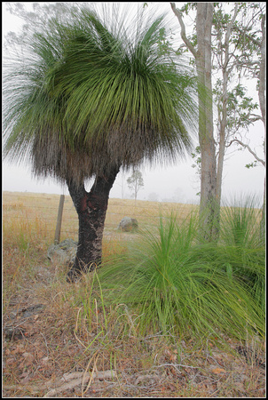 Giant Grass tree on the Gywdir Highway