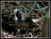 Lyrebird, Washpool world heritage area