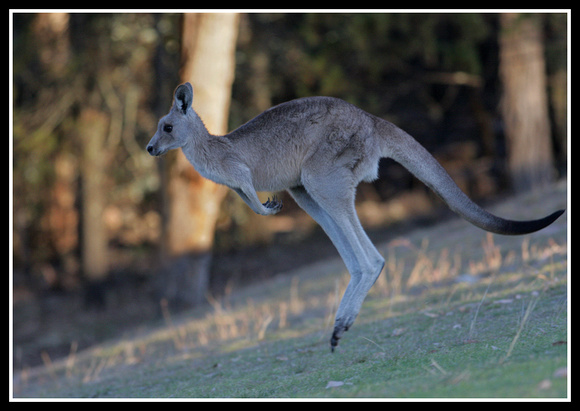 Skippy is seen a lot in the inverell region