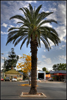 Palm Tree, Grafton