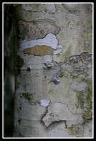 Coachwood tree bark, Washpool world heritage area