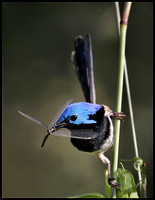 Wrens and finches of the Big Paddock