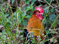 Surprised rooster at Pinbarren