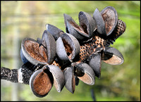 Banksia seed pod opened by bushfires