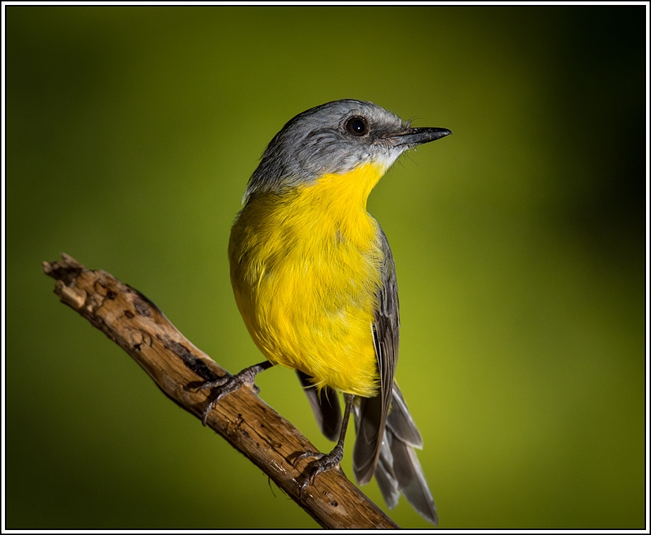 golden whistler....finally | BIRDS in BACKYARDS